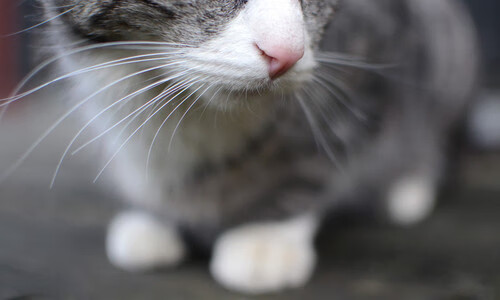 爱游戏中国官方登录入口网站-今年联盟三分球命中率排名前五的队伍，2021nba三分球命中率