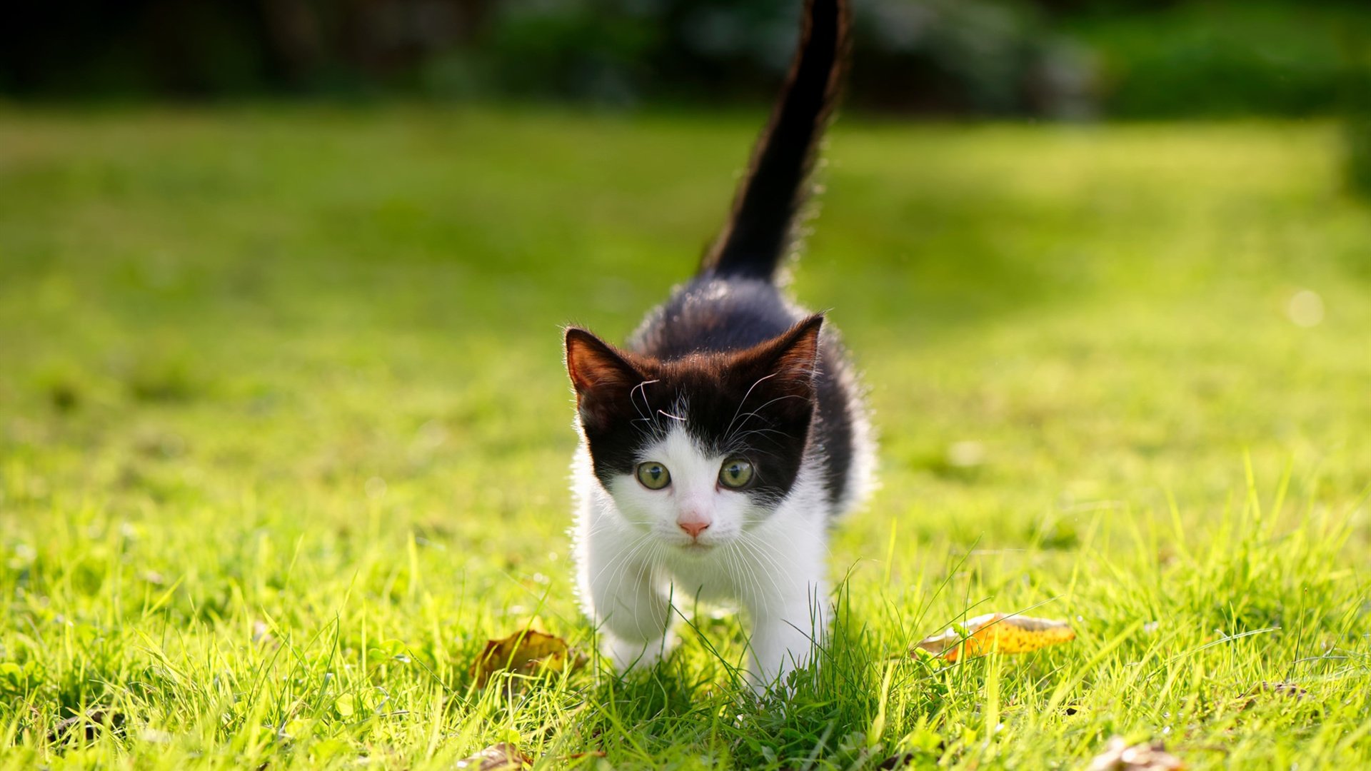 意甲焦点战：国际米兰主场绝杀尤文，积分榜发生重大变化，国际米兰尤文图斯视频直播